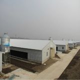 Automatic Livestock Farm Equipment for Intensive Farm Project