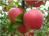 Gala Apple (A002)
