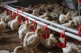 Nipple Drinking System for Poultry