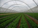 Anti Insect Netting for Agriculture
