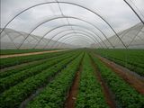 Anti Insect Netting for Agriculture