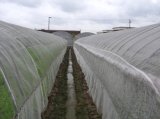 HDPE Anti Insect Netting for Greenhouse