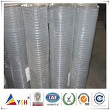 Galvanized Welded Wire Mesh