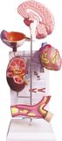 Model of Hypertension-Mh07076