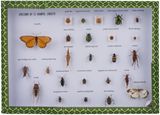 Specimen of 25 Harmful Insects M15011