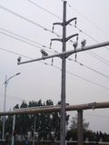 10kv/60kv/132kv/230kv/380kv/400kvelectric Pole/ Galvanized Steel Tower/Power Transmission Steel Pole