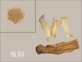 Radix Angelicae Sinensis Concentrated Granules Plant Extract