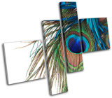 Peacock Feathers Canvas Prints Wall Art