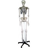 Life Size Skeleton Model 180cm Tall (YA/L011)