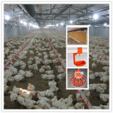 Automatic Chicken House Breeder Poultry Equipments
