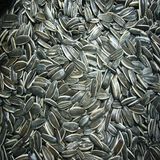 24/68 Sunflower Seeds American Type 5009 Long Shape