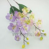Single Orchid with Leaves