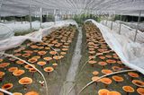 Edible and Medicine Mushroom; GMP and HACCP Certificate; Organic Planting Base; High Quality Ganoderma Lucidum Extract
