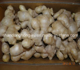 Wholesale China Dried Ginger, Dry Ginger Price