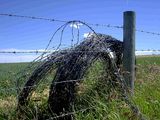 Barbed Iron Wire