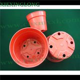 Red Round Plant, Flower, Orchid, Nursery Gardening Pots