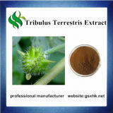 High Quality Tribulus Terrestris Extract Powder, Saponins 40% 90% Tribulus P. E