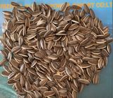 Sunflower Seeds