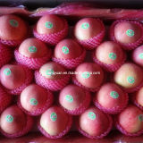 High Quality Carton Packing Chinese Fresh Qinguan Apple