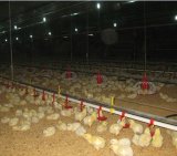 Poultry Drinking Line