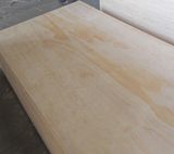 Birch Film Faced Plywood, Commercial Plywood, Bintangor Plywood