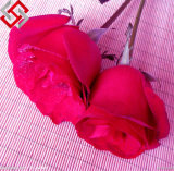 Real Rose and PE Artificial Flower, Can You Distinguish Them?