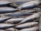 Mackerel