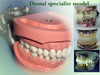 Dental Specialist Model