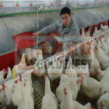 Layer Farming Equipment for Egg Production (JCJX-203)