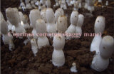High Quality Shaggy Mane Powder; Edible and Medicinal Mushroom; GMP/HACCP Certificate