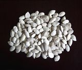 New Crop Snow White Pumpkin Seeds Grade 1