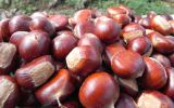 Grade a Organic Fresh Chestnut