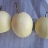 Professional Chinese Supplier of Fresh Ya Pear Pear