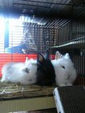 Rabbit Cage Wire Mesh