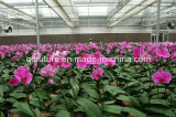 Organic Fertilizer for Orchid