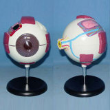 6 Times Enlarged Eyeball Medical Anatomic Model
