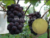 Grape Organc Fertilizer