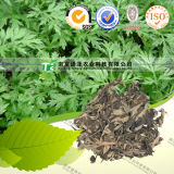Raw Material Herbal Medicine Folium Artemisiae Argyi