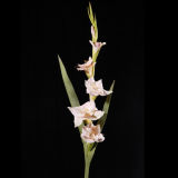 PU Glorlusa Flower for Decoration