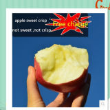 China Fresh FUJI Apple Price