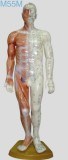 Acupuncture Human Model (55cm Male)