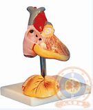 Jc/A16008 Child Heart Model