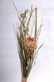 Dried Flower (BT084007)