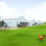 Automatic Poultry Equipment/Chicken House Equipment/Automatic Equipment for Breeders, Broilers