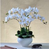 Wholesale Potted Silk Orchids