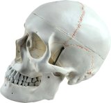 Human Skull Mh01002