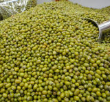 Wholesale! ! High Quality Green Mung Bean