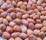 2015 Best Quality Bold Peanut From China for Wholesale