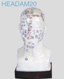 Head Acupuncture Model (13cm)