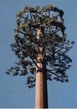 Antenna Telecommunication Mast Camouflaged Tree